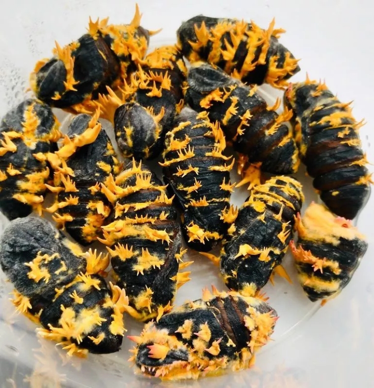 1562078237444956.jpg 3.jpg